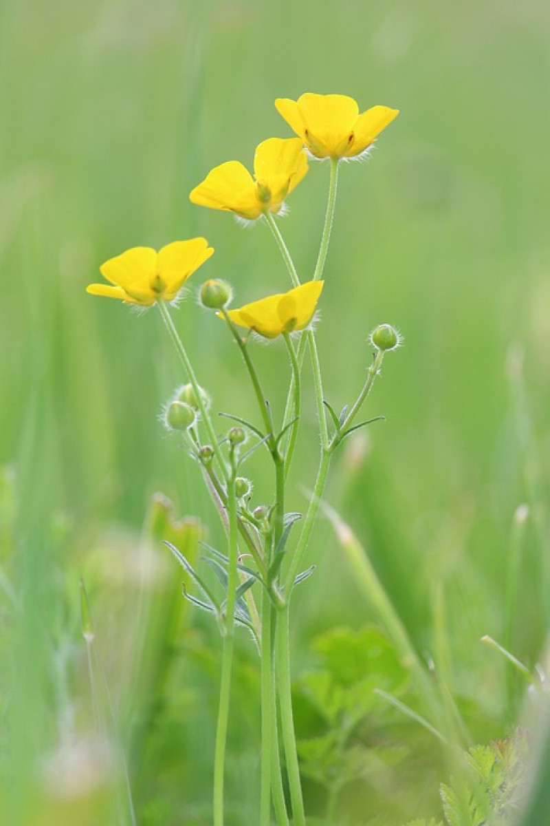 sharp-buttercup-Ranunculis acris - scherpe-boterbloem - inheemse vaste - plant